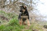 BERGER ALLEMAND 1099